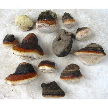 10 Assorted Tree Conk Fungi Mushrooms, 1 To 4 Inches Wide, Dried